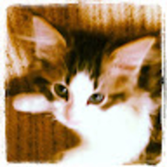 Meet your Posher, Rikki - Picture 1 of 1